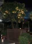 Hotel Forum Lemon Tree